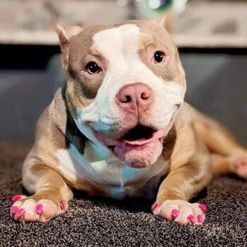 Rescue Mixed Breed Dogs for Adoption in Ferndale, Michigan - Jude | PetCurious