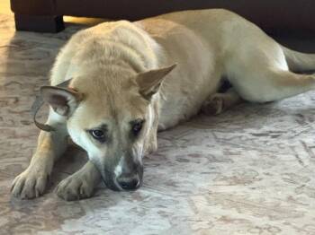 Nesta -  Shepherd Dog for Adoption in Brooklyn Center, Minnesota - Nesta | PetCurious