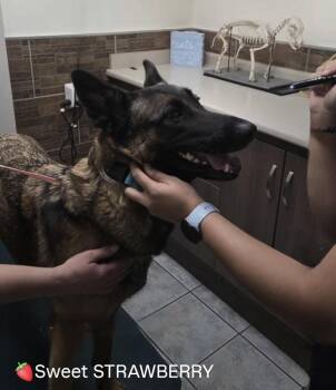 Rescue German Shepherd Dog Dogs for Adoption in Brookfield, Connecticut - Strawberry | PetCurious