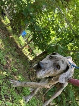 Great Dane Dogs Available for Adoption in Dallas, Texas - MARSHAL | PetCurious