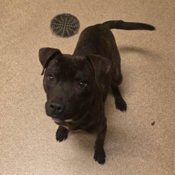 Pit Bull Terrier Dogs Available for Adoption - Sprocket | PetCurious