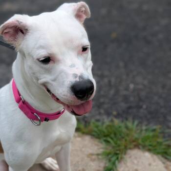 China -  Labrador Retriever and Hound Dog for Adoption in Riverwoods, Illinois - China | PetCurious