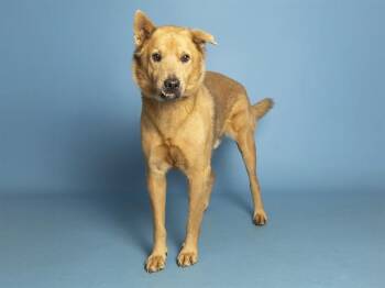 TANNER -  German Shepherd Dog and Chow Chow Dog for Adoption in Phoenix, Arizona - TANNER | PetCurious