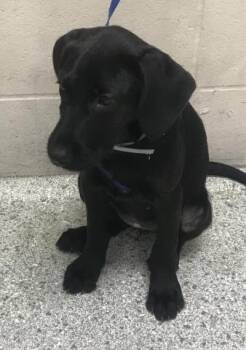 Labrador Retriever Dogs Available for Adoption in Conroe, Texas - A427371 | PetCurious