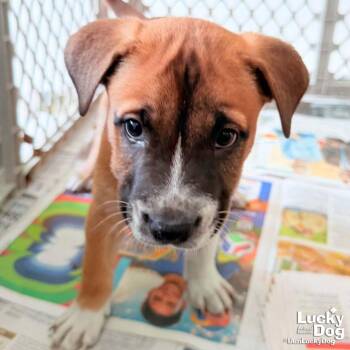 Puppy Princess -  Retriever Dog for Adoption in Washington, District Of Columbia - Puppy Princess | PetCurious