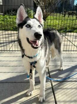 Siberian Husky Dogs Available for Adoption in Sacramento, California - TORI | PetCurious