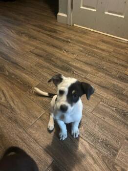 Adorable Angie -  Jack Russell Terrier and Rat Terrier Dog Available for Adoption in Randolph, Massachusetts - Adorable Angie | PetCurious