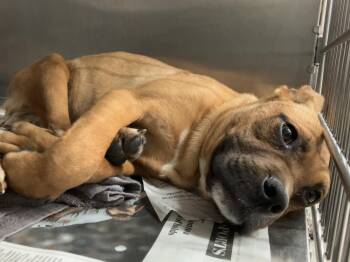 Dean -  Boxer Dog for Adoption in Parma, Ohio - Dean | PetCurious