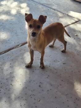 Rescue Mixed Breed Dogs for Adoption in New River, Arizona - Scrappy Doo | PetCurious