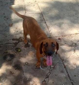 Rescue Dachshund Dogs for Adoption in San Antonio, Texas - CANELA | PetCurious