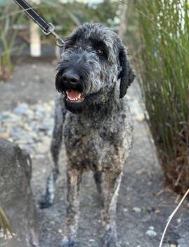 Golden Retriever and Standard Poodle Dogs Available for Adoption - Chip | PetCurious