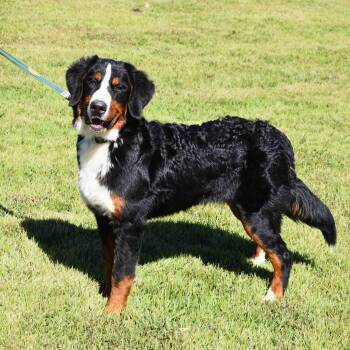Bernie -  Bernese Mountain Dog Dog for Adoption in Searcy, Arkansas - Bernie | PetCurious