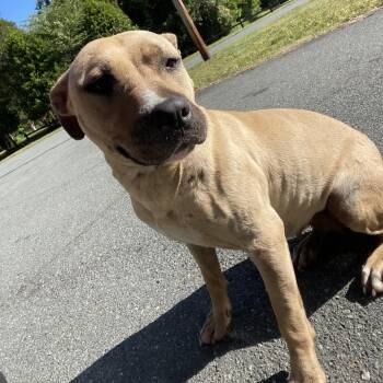 Mixed Breed Dogs Available for Adoption in Greensboro, North Carolina - Sandy Girl | PetCurious