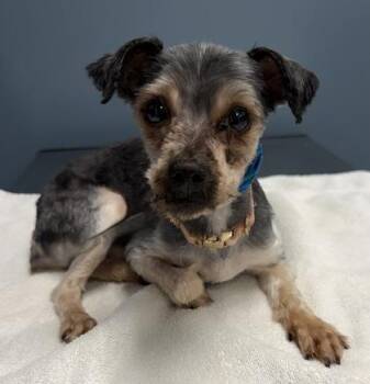Lucas -  Yorkshire Terrier Dog for Adoption in Orland Hills, Illinois - Lucas | PetCurious