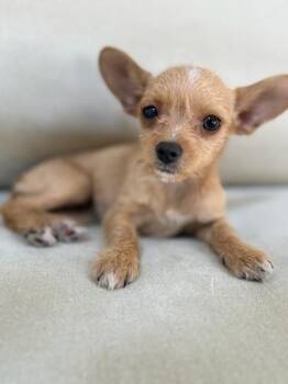 Lulu -  Chihuahua Dog for Adoption in Lafayette, California - Lulu | PetCurious
