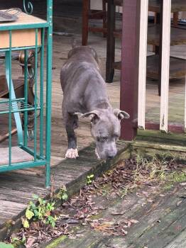 Blake -  Mixed Breed Dog for Adoption in Clarksville, Tennessee - Blake | PetCurious
