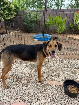 Xena -  Hound Dog for Adoption in Willcox, Arizona - Xena | PetCurious