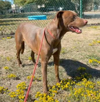 Spirit -  Labrador Retriever Dog for Adoption in Little Rock, Arkansas - Spirit | PetCurious