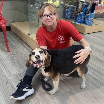 Nacho -  Beagle Dog for Adoption in Elyria, Ohio - Nacho | PetCurious