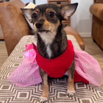 JANIS (667) -  Terrier and Mixed Breed Dog for Adoption in Indiantown, Florida - JANIS (667) | PetCurious