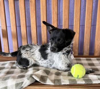 Cairn Terrier Dogs Available for Adoption in North Prairie, Wisconsin - **PASCAL** | PetCurious