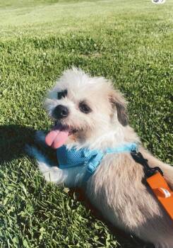 Lenny -  Shih Tzu Dog for Adoption in Oakland, California - Lenny | PetCurious