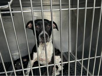 BELINDA -  Mixed Breed Dog for Adoption in West Palm Beach, Florida - BELINDA | PetCurious