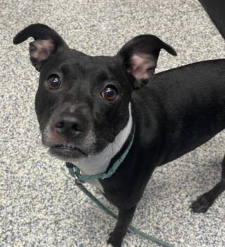 Crush -  Rat Terrier and Pit Bull Terrier Dog for Adoption in Golden, Colorado - Crush | PetCurious