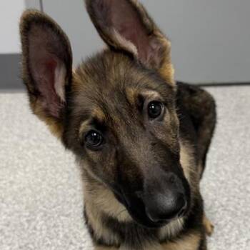 German Shepherd Dog Dogs Available for Adoption - Elke | PetCurious
