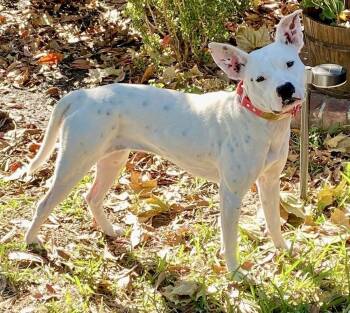 Mixed Breed Dogs Available for Adoption - Betty White | PetCurious