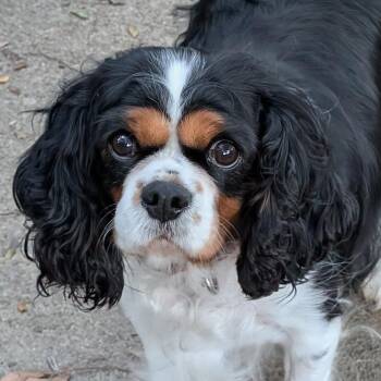 Raven -  Cavalier King Charles Spaniel Dog for Adoption in Cincinnati, Ohio - Raven | PetCurious