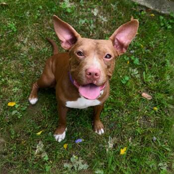 Casey -  Mixed Breed Dog for Adoption in Pelham, New Hampshire - Casey | PetCurious