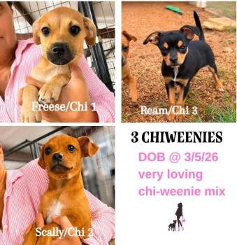Scally Chi 2 -  Chihuahua and Terrier Dog for Adoption in Saugus, Massachusetts - Scally Chi 2 | PetCurious
