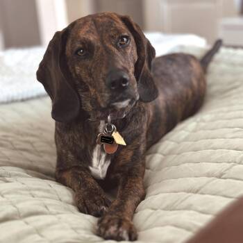 Juniper -  Hound and Beagle Dog for Adoption in Nowata, Oklahoma - Juniper | PetCurious