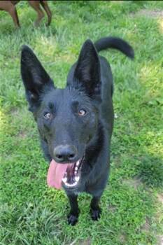 Belgian Shepherd Malinois and Mixed Breed Dogs Available for Adoption in St. Peters, Missouri - STORMY | PetCurious