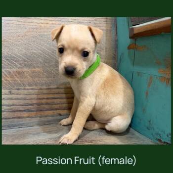 Jojo -  Chihuahua and Mixed Breed Dog for Adoption in Cedar Park, Texas - Jojo | PetCurious