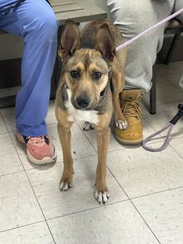 Ranger -  Terrier Dog for Adoption in New Cumberland, West Virginia - Ranger | PetCurious