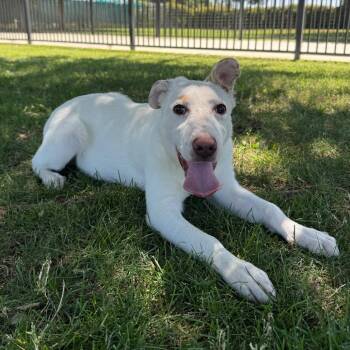 Riot -  Cattle Dog Dog for Adoption in Fresno, California - Riot | PetCurious