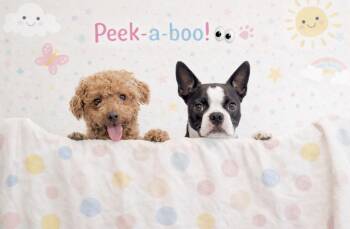 Miniature Poodle Dogs Available for Adoption - Roxy & Minnie | PetCurious