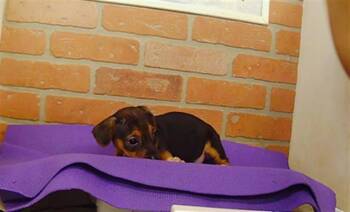 A2091669 -  Chihuahua and Mixed Breed Dog for Adoption in Houston, Texas - A2091669 | PetCurious