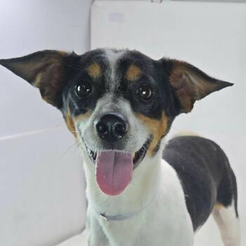 FOSTER NEEDED - Kudzu -  Rat Terrier Dog for Adoption - FOSTER NEEDED - Kudzu | PetCurious