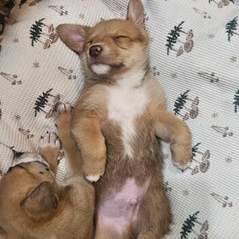 Mixed Breed Dogs Available for Adoption in Flagstaff, Arizona - MegaMan | PetCurious