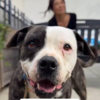 American Bulldog and American Staffordshire Terrier Dogs Available for Adoption in San Diego, California - Oreo | PetCurious