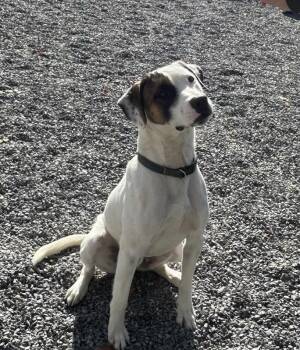 Rescue Mixed Breed and Beagle Dogs for Adoption in Lewisville, North Carolina - Easton | PetCurious