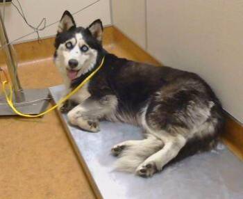 BRIANNA -  Siberian Husky and German Shepherd Dog Dog for Adoption in Sacramento, California - BRIANNA | PetCurious