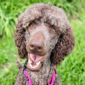 Coco -  Poodle Dog for Adoption in New Smyrna Beach, Florida - Coco | PetCurious