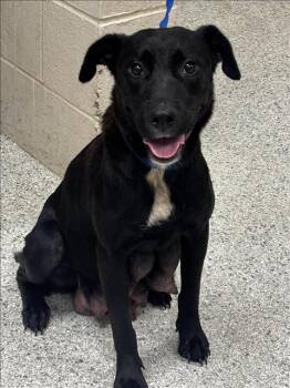 ROSA -  Labrador Retriever and Mixed Breed Dog for Adoption in Conroe, Texas - ROSA | PetCurious
