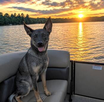 Missy -  Shepherd and Australian Cattle Dog Blue Heeler Dog for Adoption in Shakopee, Minnesota - Missy | PetCurious