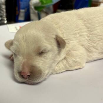 Retriever and Shepherd Dogs Available for Adoption - Jackie | PetCurious