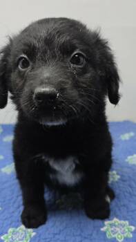 Annapolis -  Terrier and Labrador Retriever Dog Available for Adoption in New York, New York - Annapolis | PetCurious